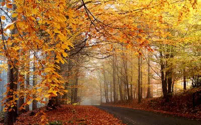 bosque magico 1920x1200 magic forest escena dos s